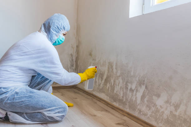 Licensed Mold Remediation service in Auburndale, FL - WQB Mold Removal